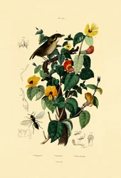 ハンサムフラットエンドウ、1833-39